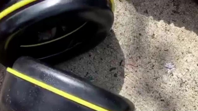 Australie : une invasion d'araignées mortelles inquiète après les terribles inondations