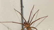 France : mordu par une araignée exotique, il frôle l’amputation