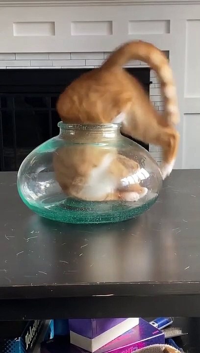 What a cat clip || pet lovers