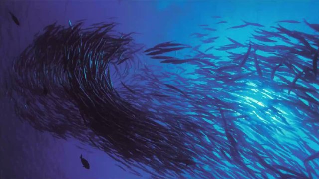 Floride : l’étonnante initiative de la population pour sauver des lamantins affamés