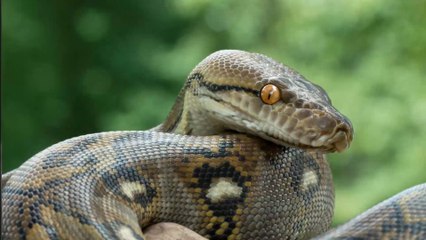 Etats-Unis : Il vivait avec 20 pythons chez lui (Photos)