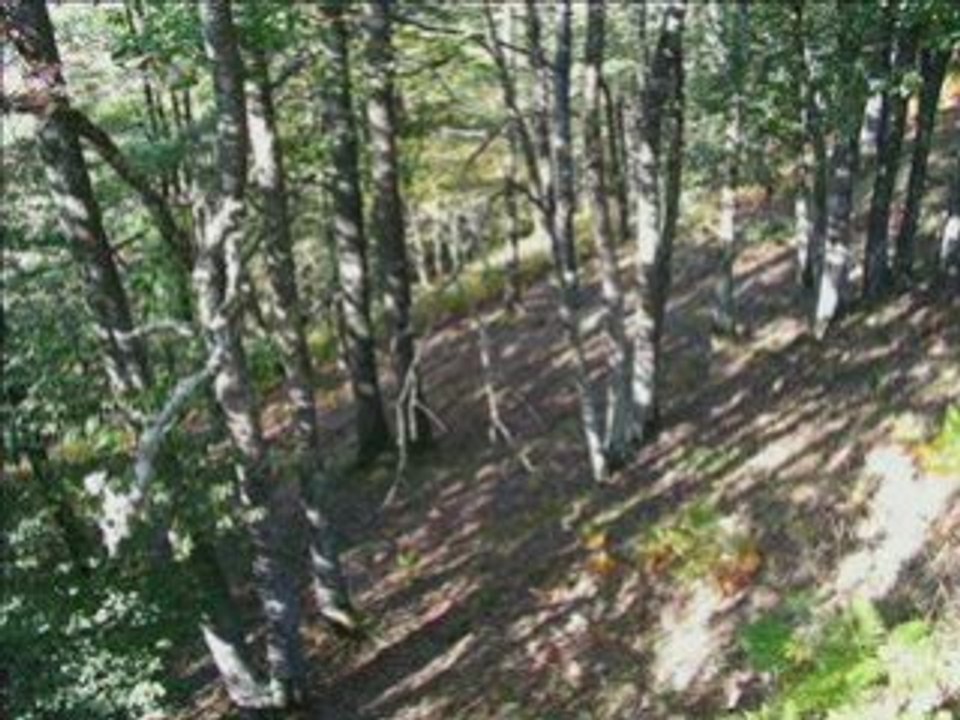 Extrait chasse barousse