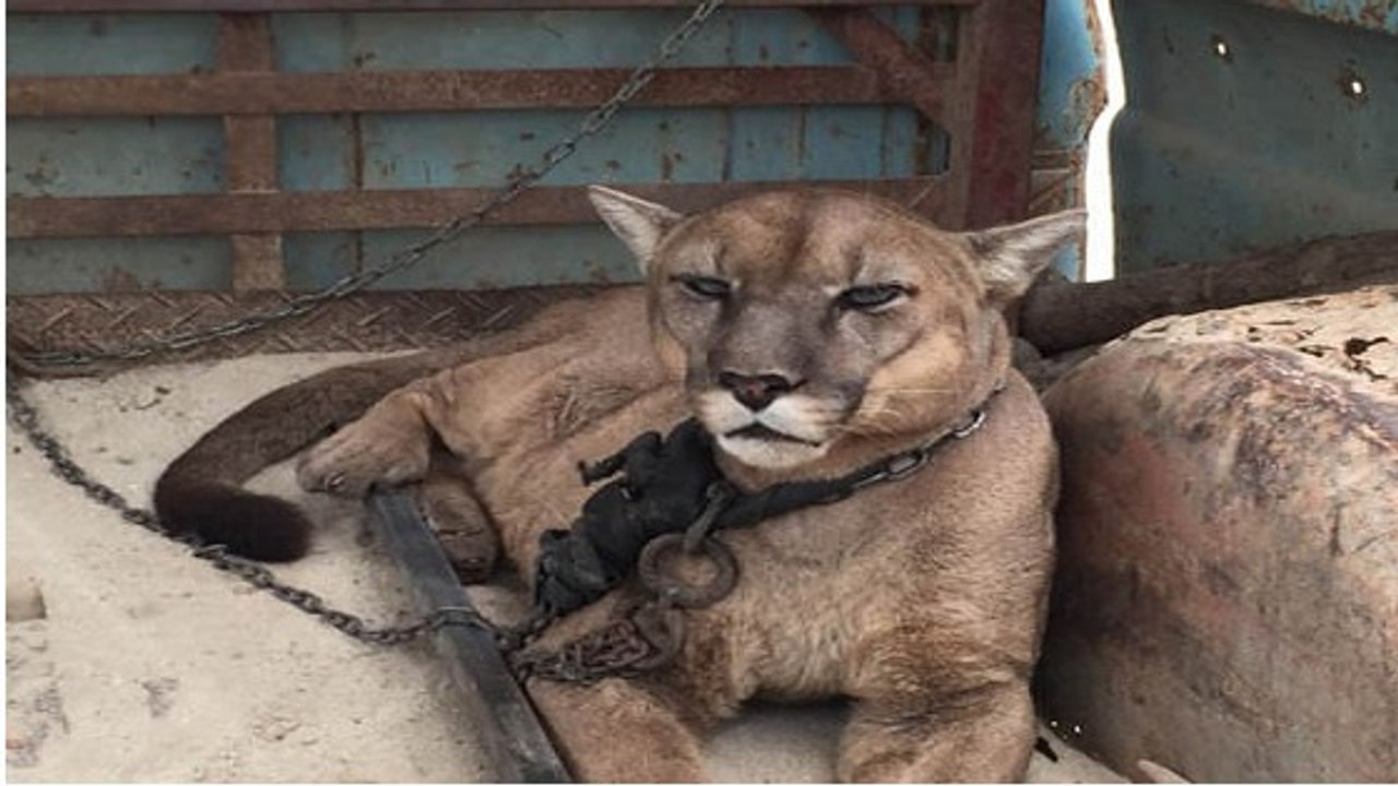 Enchaîné pendant 20 ans dans un cirque, ce puma découvre la liberté pour la première fois !