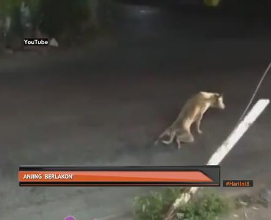 Anjing 'berlakon'