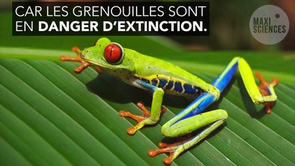 Une expérience sur des grenouilles, symbole d'espoir pour les personnes amputées