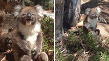 Un koala se met à pleurer après s'être fait rejeter de son arbre