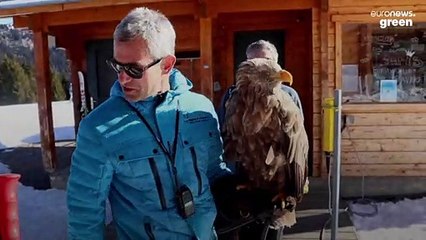 'I am the man who skis with eagles': Meet the skier bringing back birds from extinction