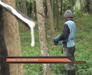 Penoreh lega harga getah naik