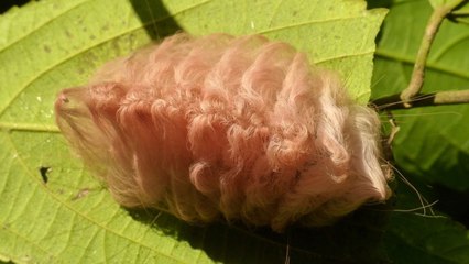 Meglopyge opercularis : appelé "chenille-chat", cet insecte est très dangereux pour l'homme