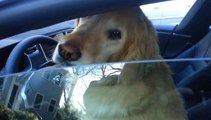 A-t-on le droit de briser la vitre d'une voiture pour sauver un chien ?