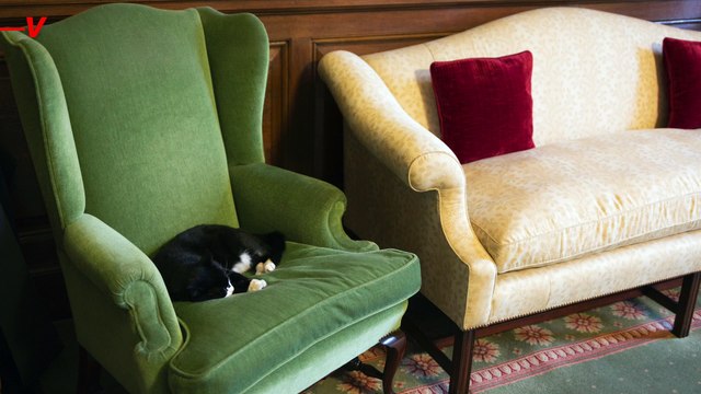 Feline Federation Bans Russian Cats from Competitions