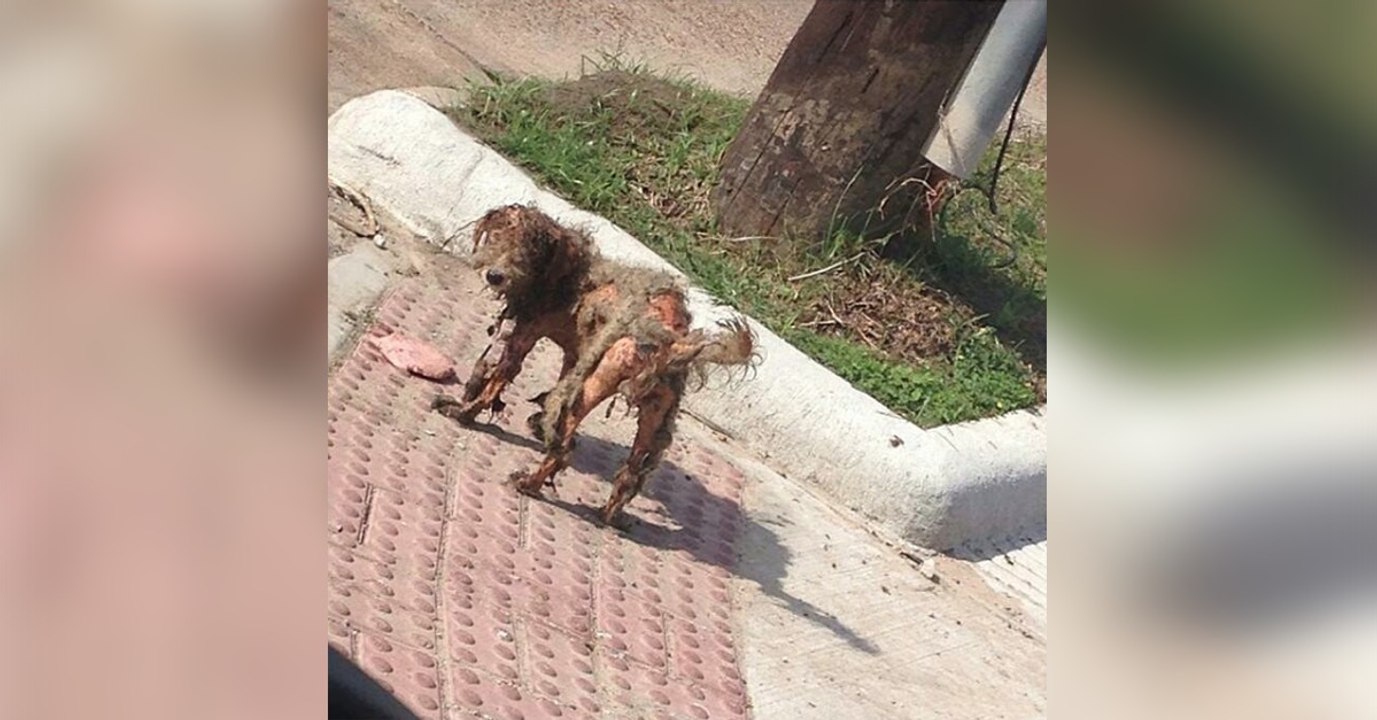 La photo de ce chien négligé a fait le tour du monde en raison d'un détail sur l'image...