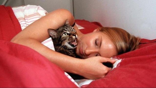 Propriétaires de chat : 5 erreurs que l'on fait tous