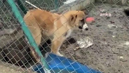 Gerede'de köpekler soğuğa, açlığa ve ölüme terk edildi!