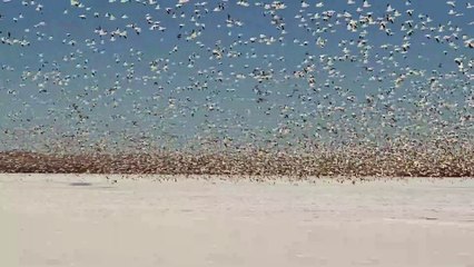 Blizzard of Snow Geese