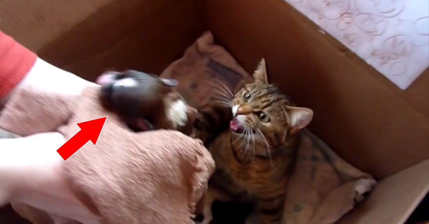 Elle présente un petit chiot à cette maman chat. Sa réaction est une vraie surprise !