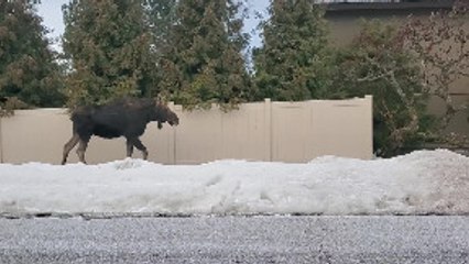 Moose on the Loose in Neighborhood