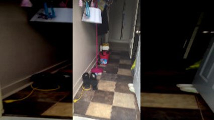 Mom Leads Puppy Pack Outside to Play