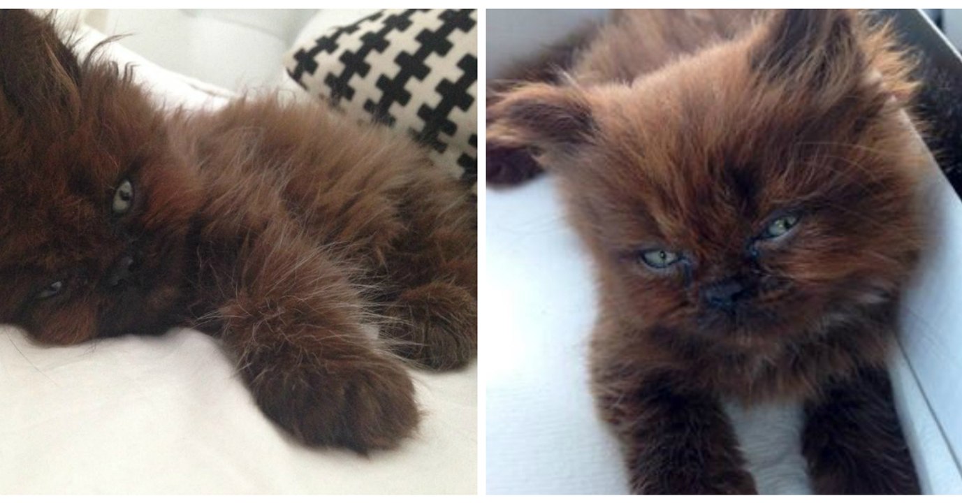 Une femme adopte ce chaton noir et regardez sa transformation un an plus tard