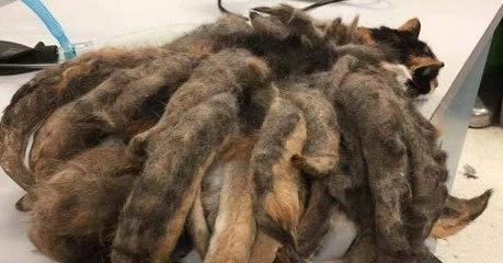 Ce chat délaissé par son maître qui a alzheimer est devenu méconnaissable