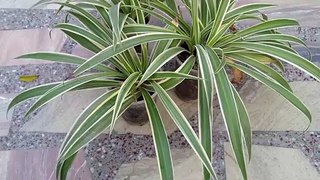 Spider Plant Propagation | Right Time and Right Medium