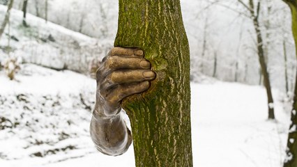 Dallas (USA) : incrustée à cet arbre en 1968, voici ce qu'est devenue cette sculpture 49 ans plus tard