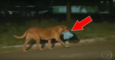 Animaux : Tous les soirs, cette chienne parcourt 2 km pour nourrir les autres animaux
