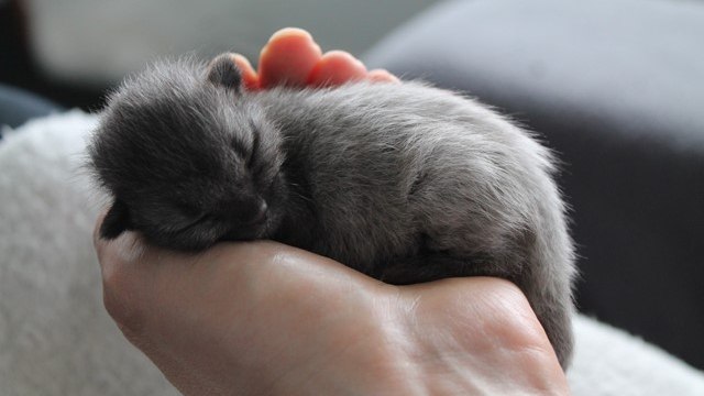 Né entièrement gris aux yeux bleus, ce chaton va se métamorphoser et changer de couleur !