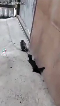 Ce chat a attrapé un rat aussi gros que lui