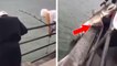Californie : un homme pêche un requin blanc, partage la vidéo sur Internet et déclenche une enquête...