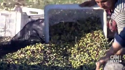 Siyasette zeytinlik tartışması