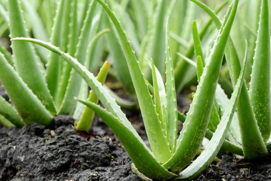 10 bienfaits de l'Aloe Vera sur la peau et les cheveux !