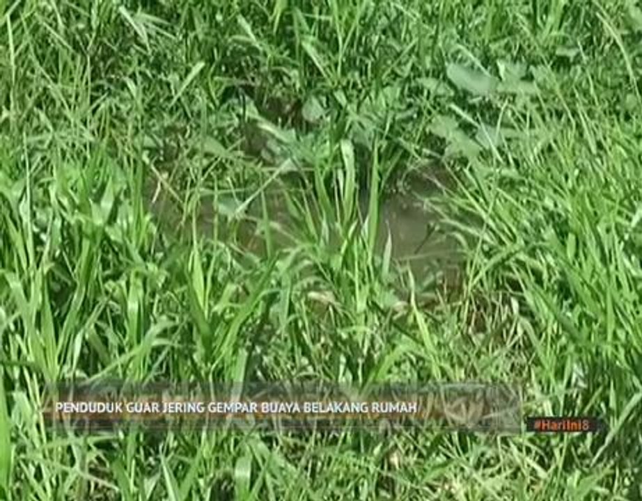 Penduduk Guar Jering gempar buaya belakang rumah