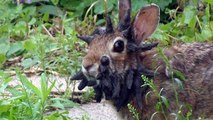 Deux frères découvrent un étrange lapin à cornes dans leur jardin !