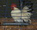 Philippines zoo launches rooster exhibition