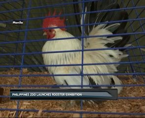 Philippines zoo launches rooster exhibition