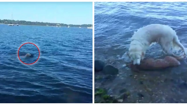 Un chien se jette à l'eau pour sauver un autre animal en train de se noyer !