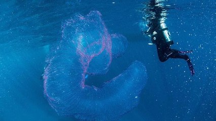 Une inquiétante créature de trois mètres de long a été découverte en pleine mer !