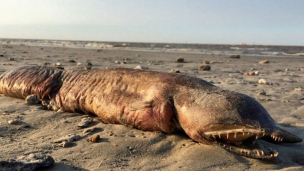 Texas : une mystérieuse créature marine vient d'être découverte échouée sur une plage