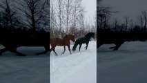 Red Horse Gets Kicked in the Head by Black Horse