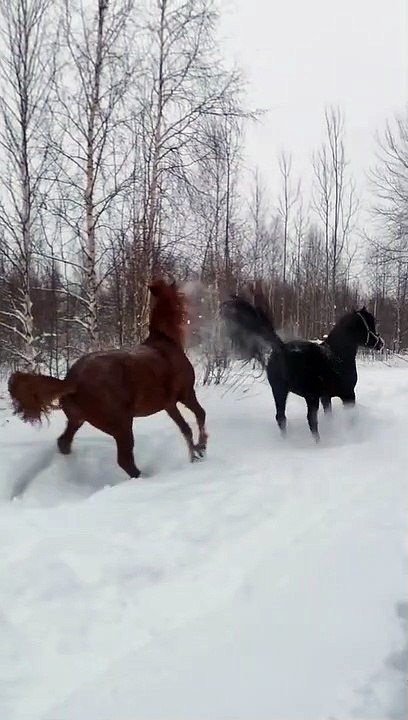 Red Horse Gets Kicked in the Head by Black Horse