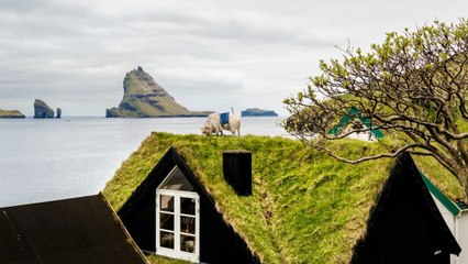 Îles Féroé : ils attachent des caméras 360° sur des moutons. Le résultat est incroyable !