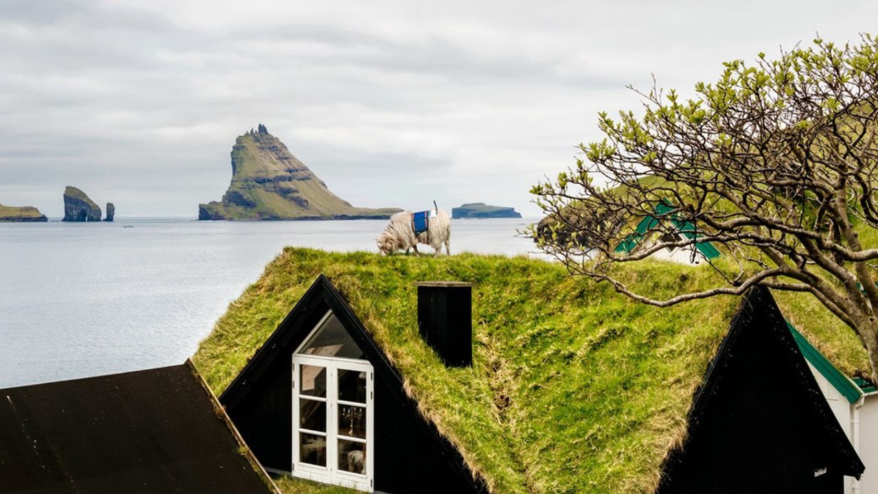 Îles Féroé : ils attachent des caméras 360° sur des moutons. Le résultat est incroyable !