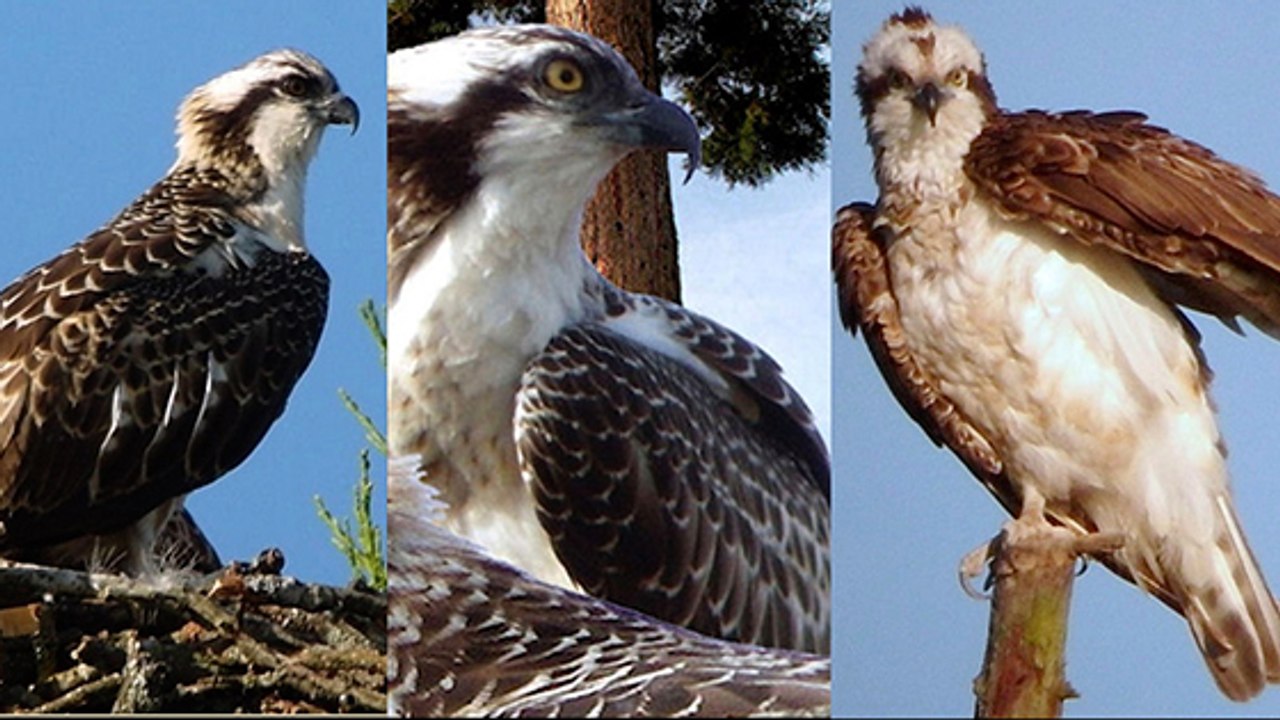 Loiret : une caméra installée dans le nid de deux rapaces !