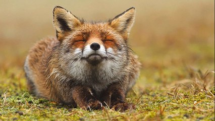 Les mensonges du lobby de la chasse sur le renard roux