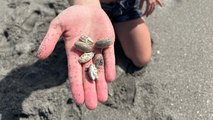 Catching Sand Fleas at the Beach!!