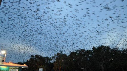 Cette ville a été envahie par des renards volants