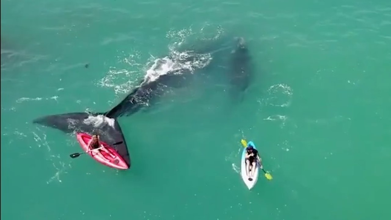 En kayak, ils font la rencontre d'une baleine. Mais ils n'étaient pas au bout de leur surprise
