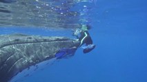 Une baleine sauve une biologiste d'un requin tigre