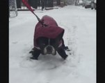 Dog hates snow so much he refuses to walk in it